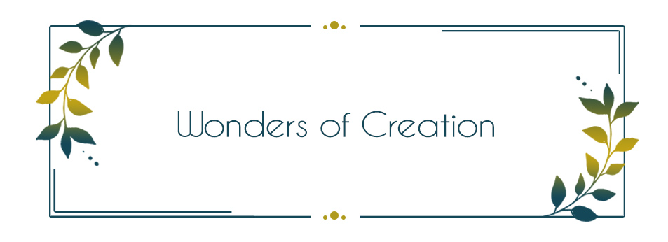 Wonders of Creation